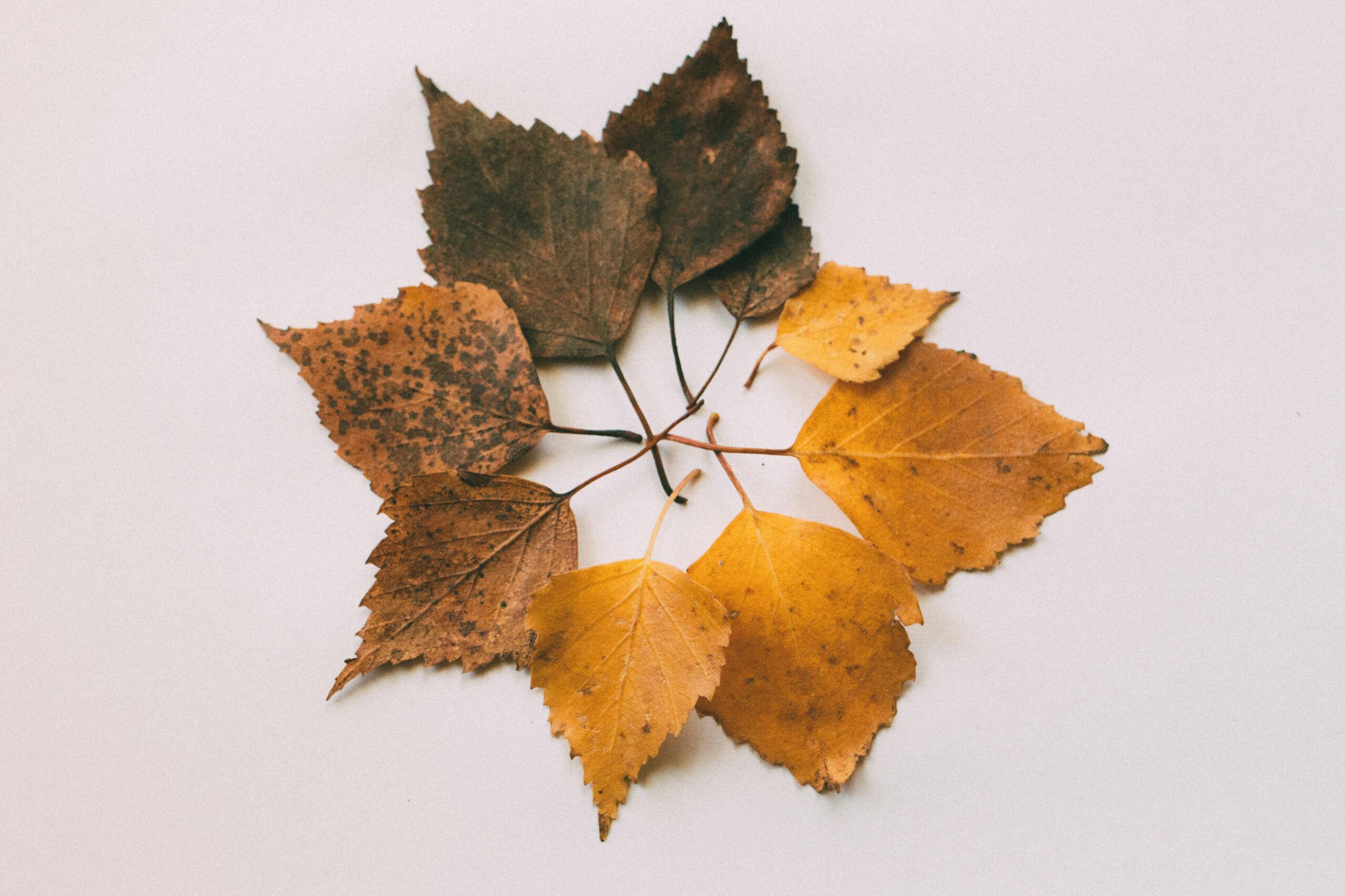feuilles jaunes plante