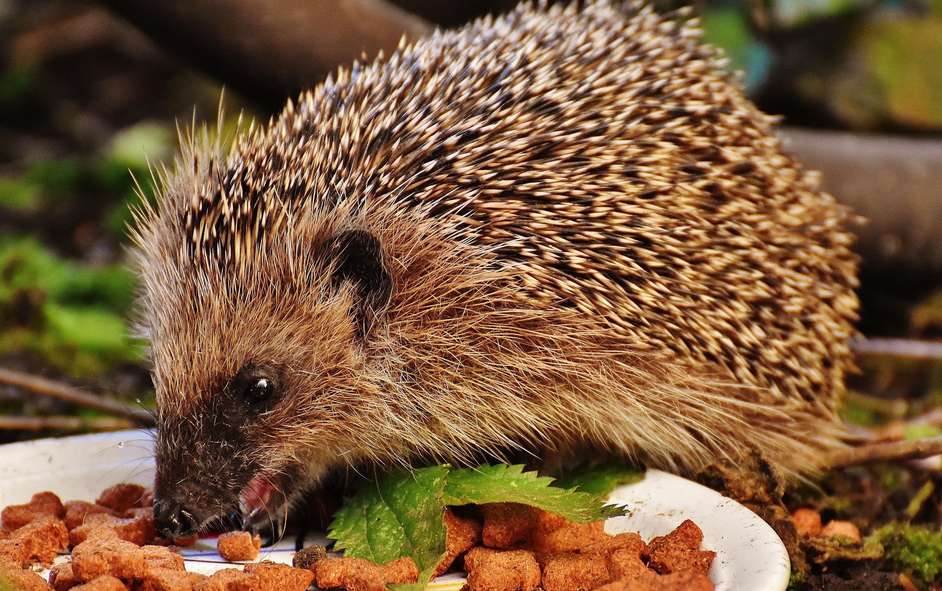 accueillir un hérisson dans son jardin