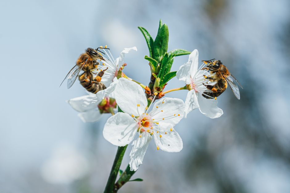 plantes mellifères liste