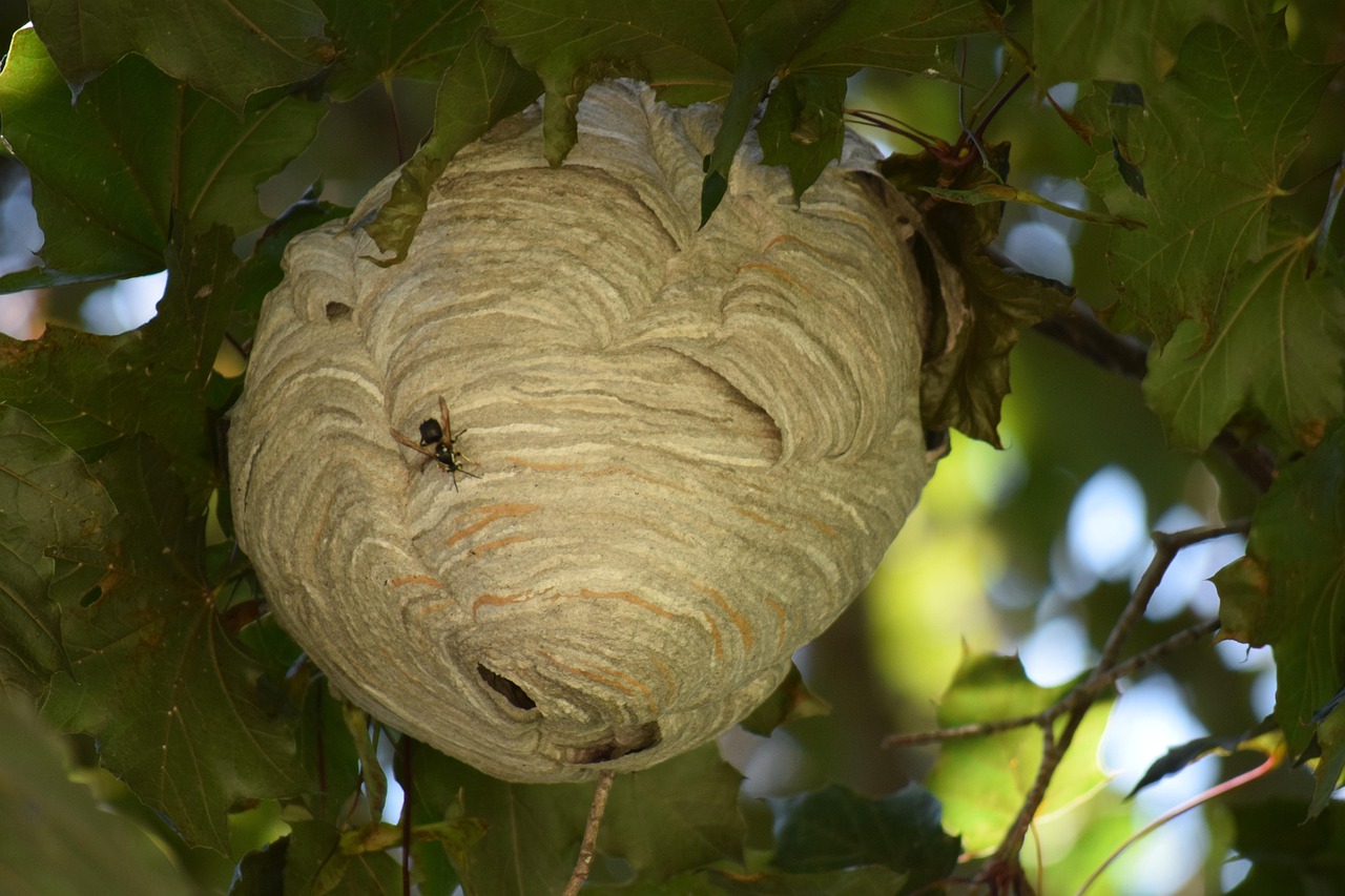 nid de frelons suspendu dans un arbre du jardin