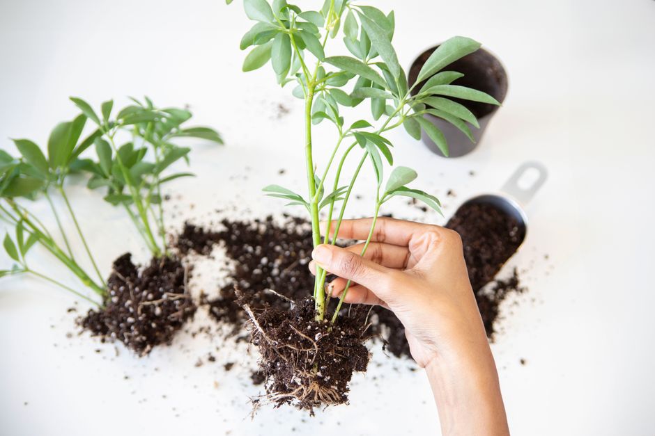 rempoter plante verte