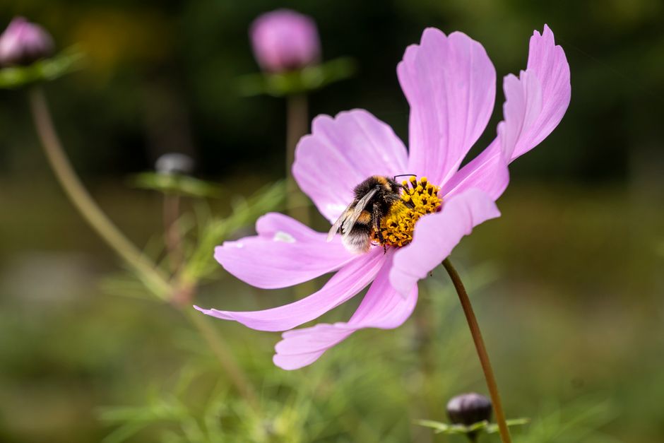 attirer les abeilles au jardin