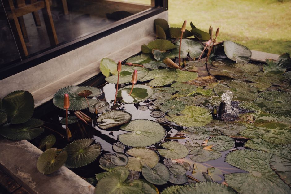 bassin de jardin naturel